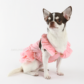 Small dog wearing a pink dress on a white background