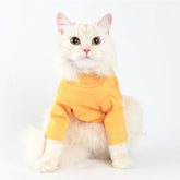 Cat wearing a yellow sweater on a white background