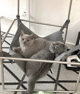 Two gray cats lounging in a pet hammock attached to a chair.
